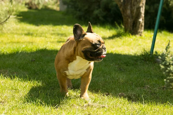 Söt Fawn Fransk Bulldog Som Springer Det Gröna Gräset Franska — Stockfoto