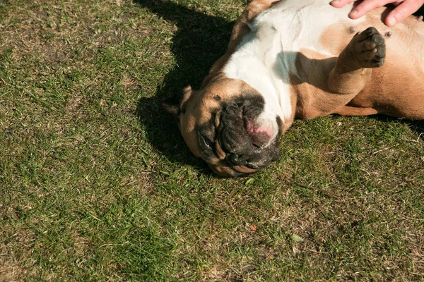 Söt Fawn Fransk Bulldog Som Springer Det Gröna Gräset Franska — Stockfoto