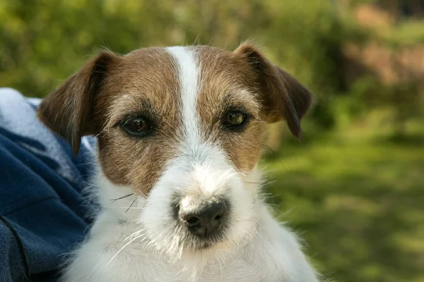 Aranyos Jack Russell Terrier Játszik Zöld Füvön Terrierek Nagyon Barátságos — Stock Fotó