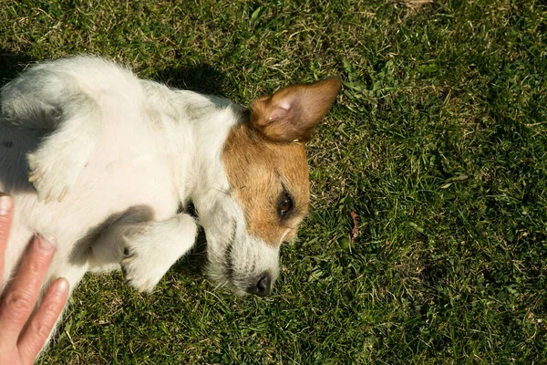 Bonito Jack Russell Terrier Jogando Grama Verde Terriers São Cães — Fotografia de Stock