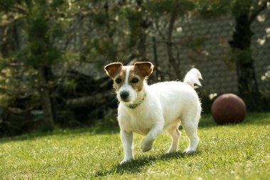 Yeşil çimlerde oynayan şirin Jack Russell Terrier. Teriyerler çok dost canlısı köpeklerdir..