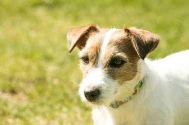Yeşil çimlerde oynayan şirin Jack Russell Terrier. Teriyerler çok dost canlısı köpeklerdir..