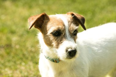 Yeşil çimlerde oynayan şirin Jack Russell Terrier. Teriyerler çok dost canlısı köpeklerdir..