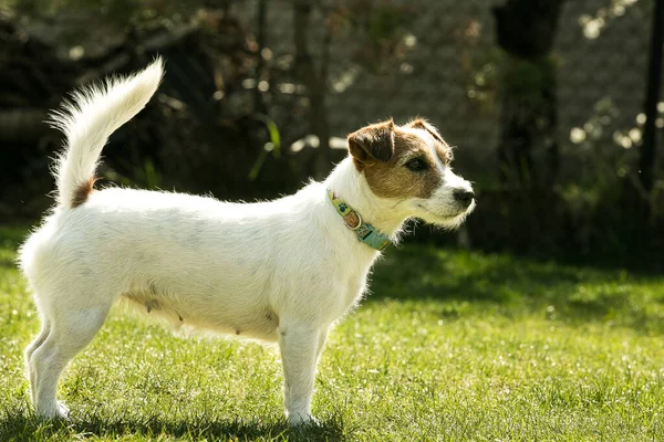 Aranyos Jack Russell Terrier Játszik Zöld Füvön Terrierek Nagyon Barátságos — Stock Fotó
