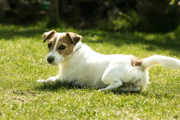 Cute Jack Russell Terrier Playing Green Grass Terriers Very Friendly — Stock Photo, Image