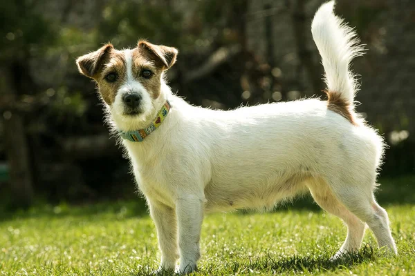 Mignon Jack Russell Terrier Jouer Sur Herbe Verte Terriers Sont — Photo