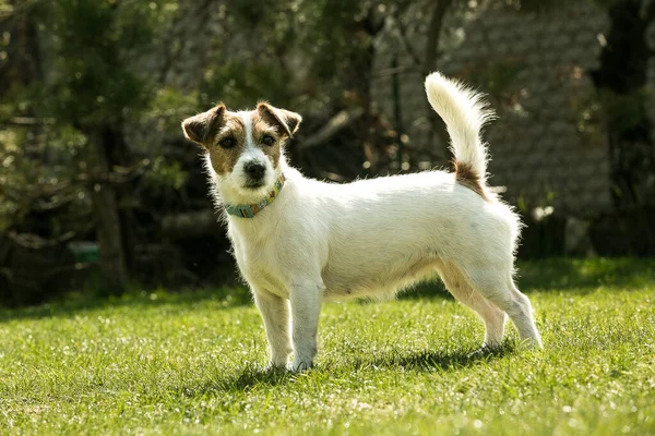 Aranyos Jack Russell Terrier Játszik Zöld Füvön Terrierek Nagyon Barátságos — Stock Fotó