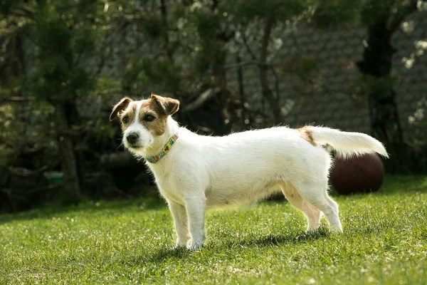 Leuke Jack Russell Terriër Die Groen Gras Speelt Terriers Zijn — Stockfoto