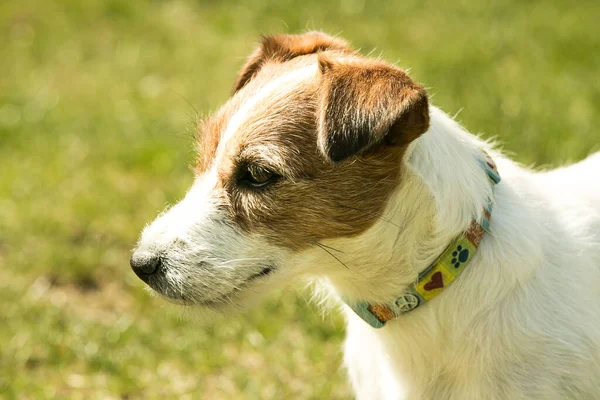 Aranyos Jack Russell Terrier Játszik Zöld Füvön Terrierek Nagyon Barátságos — Stock Fotó