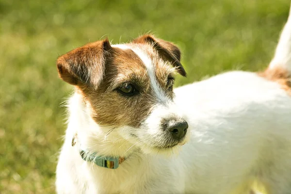 Mignon Jack Russell Terrier Jouer Sur Herbe Verte Terriers Sont — Photo