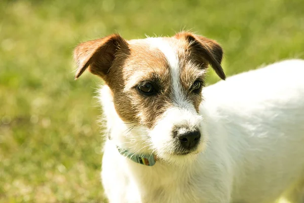 Aranyos Jack Russell Terrier Játszik Zöld Füvön Terrierek Nagyon Barátságos — Stock Fotó