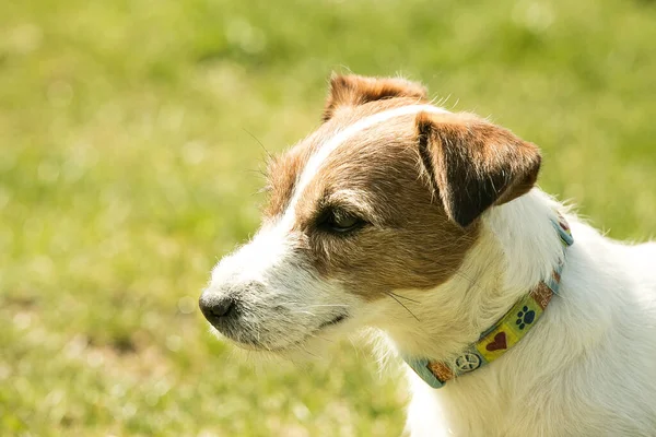 Drăguţ Jack Russell Terrier Jucând Iarbă Verde Terrierii Sunt Câini — Fotografie, imagine de stoc