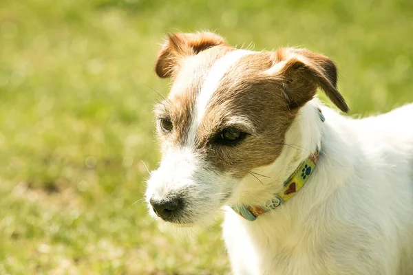 Aranyos Jack Russell Terrier Játszik Zöld Füvön Terrierek Nagyon Barátságos — Stock Fotó