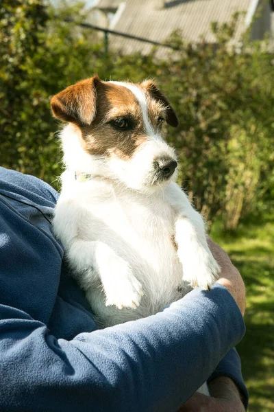 Cute Jack Russell Terrier Gra Zielonej Trawie Terrier Bardzo Przyjazny — Zdjęcie stockowe
