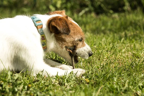 Χαριτωμένος Τζακ Ράσελ Τεριέ Που Παίζει Στο Πράσινο Γρασίδι Terriers — Φωτογραφία Αρχείου