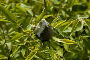 Yağmurdan sonra çiçek açan şakayık ağacı. Büyük beyaz şakayıklar. Peeonia rockii.