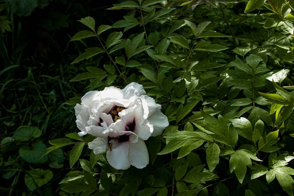 Pivoine Arbre Fleurs Après Pluie Grandes Pivoines Blanches Paeonia Rockii — Photo