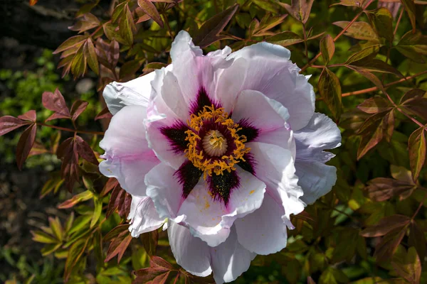 Peonía Del Árbol Floreciente Después Lluvia Grandes Peonías Blancas Paeonia — Foto de Stock