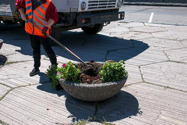 Dnepropetrovsk, Ukrayna - 04.05.2021: Şehir kamu hizmetleri çalışanı şehrin çiçek yataklarında büyüyen çiçeklerle ilgileniyor.