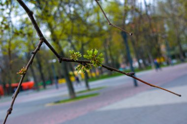 Yaprak tomurcukları baharda ağaçlarda açılır. Bahar başında böbrek şişmesi. Genç yeşil böbrekler gelişmeye ve açılmaya başlar..