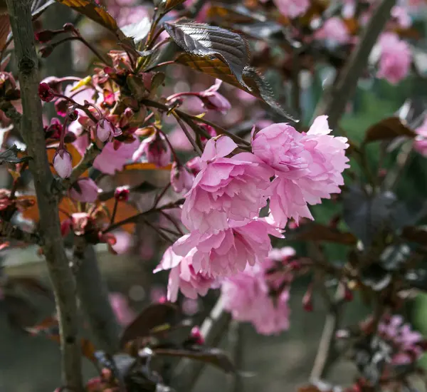 春の雨の間の桜の花 植物の葉には水滴が見える — ストック写真