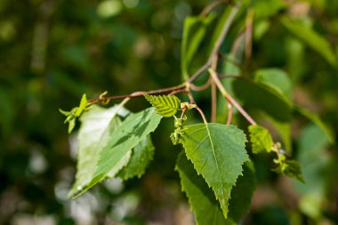 Yaprak tomurcukları baharda ağaçlarda açılır. Bahar başında böbrek şişmesi. Genç yeşil böbrekler gelişmeye ve açılmaya başlar..