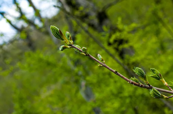 Frühjahr Öffnen Sich Die Blattknospen Den Bäumen Nierenschwellung Zeitigen Frühjahr — Stockfoto