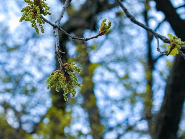 Frühjahr Öffnen Sich Die Blattknospen Den Bäumen Nierenschwellung Zeitigen Frühjahr — Stockfoto