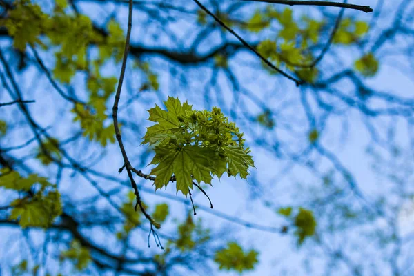 Весной Деревьях Распускаются Листья Рано Весной Опухоль Почек Молодые Зеленые — стоковое фото