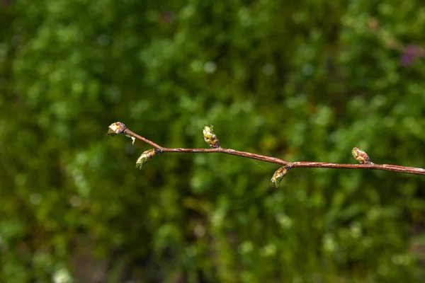 Brotes Hojas Abren Los Árboles Primavera Hinchazón Renal Principios Primavera —  Fotos de Stock