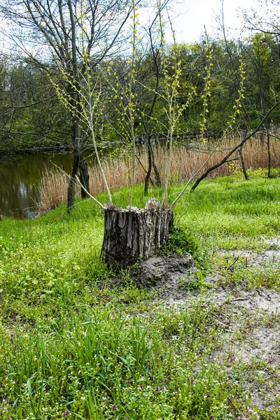 Brotes Hojas Abren Los Árboles Primavera Hinchazón Renal Principios Primavera — Foto de Stock