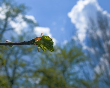 Yaprak tomurcukları baharda ağaçlarda açılır. Bahar başında böbrek şişmesi. Genç yeşil böbrekler gelişmeye ve açılmaya başlar..