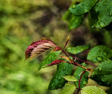 Yaprak tomurcukları baharda ağaçlarda açılır. Bahar başında böbrek şişmesi. Genç yeşil böbrekler gelişmeye ve açılmaya başlar..