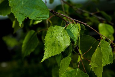 Yaprak tomurcukları baharda ağaçlarda açılır. Bahar başında böbrek şişmesi. Genç yeşil böbrekler gelişmeye ve açılmaya başlar..