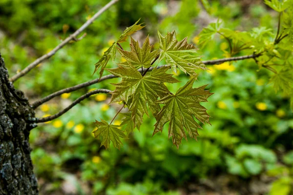 春に葉の芽が木に開きます 早春に腎臓が腫れる 若い緑の腎臓が発達し始め — ストック写真