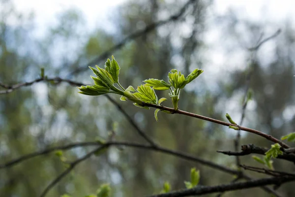 Frühjahr Öffnen Sich Die Blattknospen Den Bäumen Nierenschwellung Zeitigen Frühjahr — Stockfoto