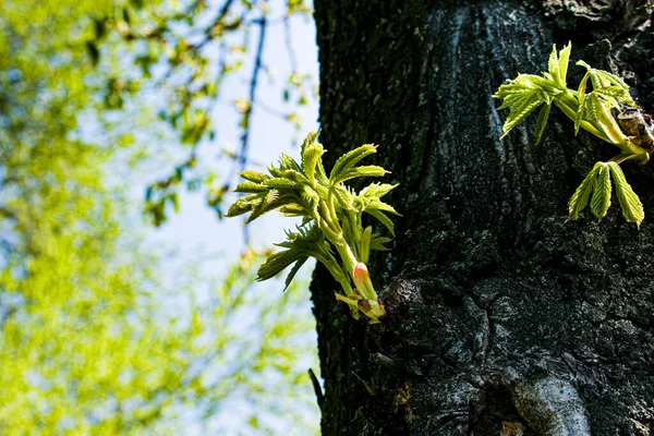 Brotes Hojas Abren Los Árboles Primavera Hinchazón Renal Principios Primavera —  Fotos de Stock