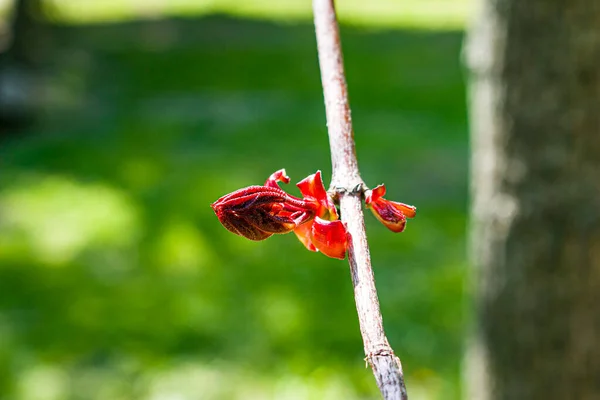 Les Bourgeons Des Feuilles Ouvrent Sur Les Arbres Printemps Gonflement — Photo