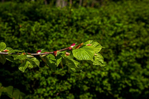 Φύλλα Ανοίγουν Στα Δέντρα Την Άνοιξη Πρήξιμο Στα Νεφρά Νωρίς — Φωτογραφία Αρχείου