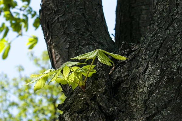 Brotes Hojas Abren Los Árboles Primavera Hinchazón Renal Principios Primavera —  Fotos de Stock