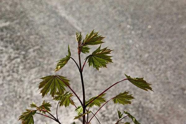 Bladknoppar Öppnar Sig Träd Våren Njursvullnad Tidigt Våren Unga Gröna — Stockfoto