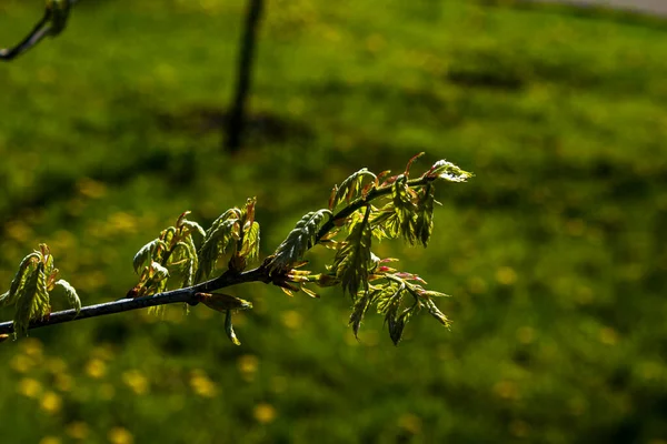 Frühjahr Öffnen Sich Die Blattknospen Den Bäumen Nierenschwellung Zeitigen Frühjahr — Stockfoto