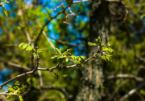 Listová Poupata Jaře Otevírají Stromech Ledviny Otékají Brzy Jaře Mladé — Stock fotografie