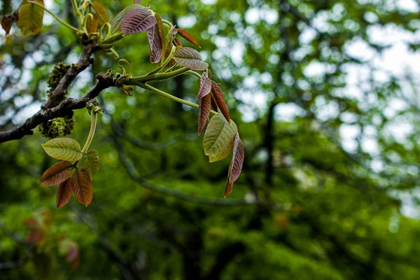 Yaprak Tomurcukları Baharda Ağaçlarda Açılır Bahar Başında Böbrek Şişmesi Genç — Stok fotoğraf