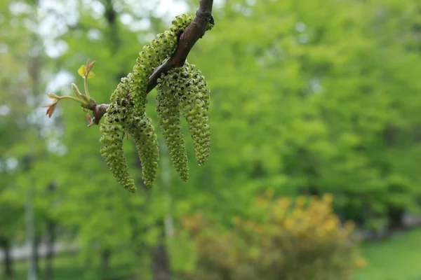 Frühjahr Öffnen Sich Die Blattknospen Den Bäumen Nierenschwellung Zeitigen Frühjahr — Stockfoto