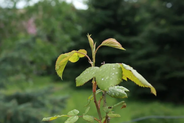 Les Bourgeons Des Feuilles Ouvrent Sur Les Arbres Printemps Gonflement — Photo