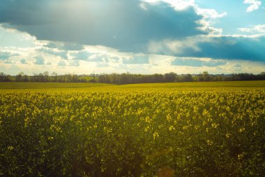 Yağ tohumu tarlalarıyla dolu bahar manzarası mavi gökyüzünün altında kümülüs bulutlarıyla çiçek açıyor. Doğal arkaplan.