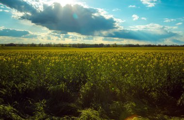 Yağ tohumu tarlalarıyla dolu bahar manzarası mavi gökyüzünün altında kümülüs bulutlarıyla çiçek açıyor. Doğal arkaplan.