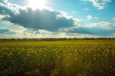 Yağ tohumu tarlalarıyla dolu bahar manzarası mavi gökyüzünün altında kümülüs bulutlarıyla çiçek açıyor. Doğal arkaplan.