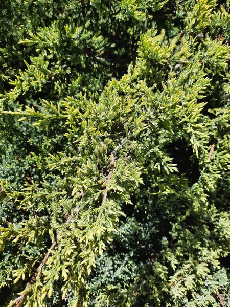 Textur Gröna Grenar Enbär Blå Stjärnans Sort Bakgrund — Stockfoto